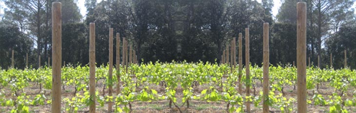 piquets viticoles 3 Longueur 1.25 m