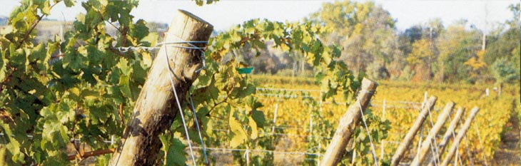 piquets viticoles 4 Longueur 1.25 m