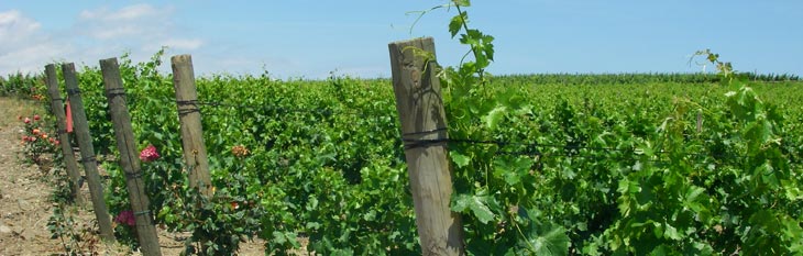 piquets viticoles Longueur 1.25 m